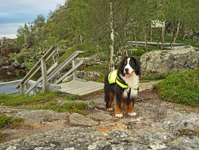 身穿黄色救生衣的伯恩斯山地犬站在芬兰拉普兰的伊纳里湖岸边