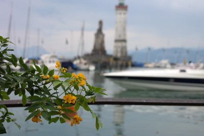康斯坦茨湖是德国、瑞士和奥地利之间的一个湖。湖面上开着黄色的花