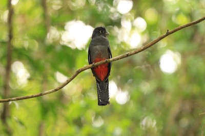 亚马逊雨林中的Trogon