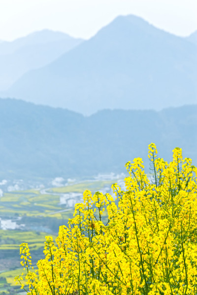 油菜田和油菜山