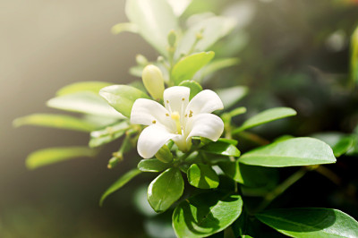橙色茉莉花与阳光。
