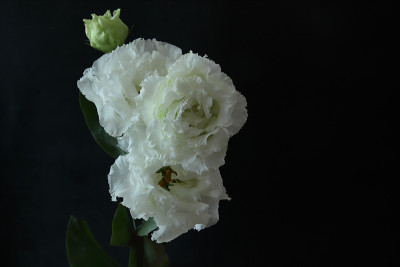 黑色背景中鸢尾花的花束