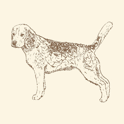 比格犬手绘矢量图