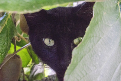 猫6
