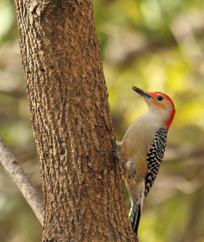 红腹啄木鸟，carolinus