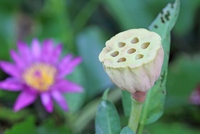 花萼的莲花