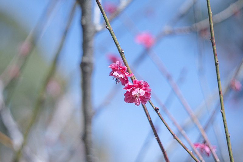 外面的园子里开着梅花