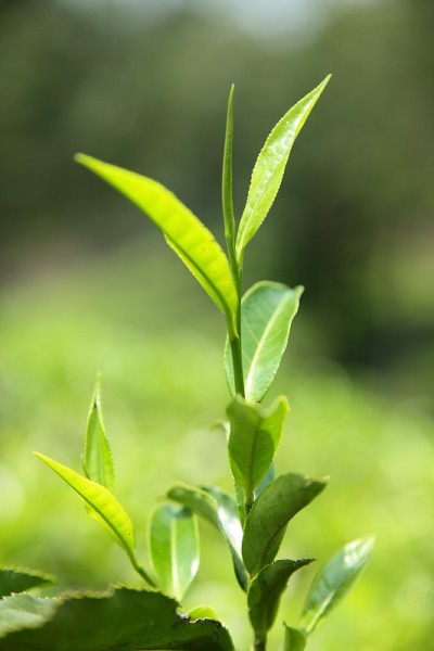 鲜绿茶种植园