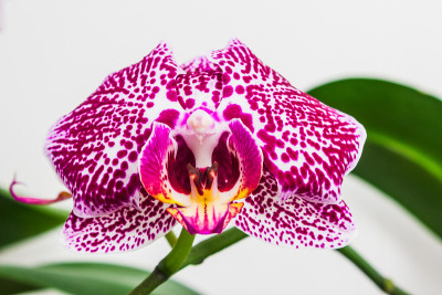 鲜花兰花