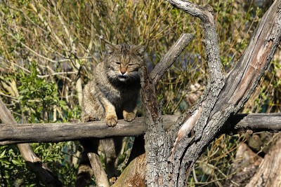 欧洲野猫
