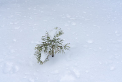 年轻的杰弗里松树覆盖和包围的雪