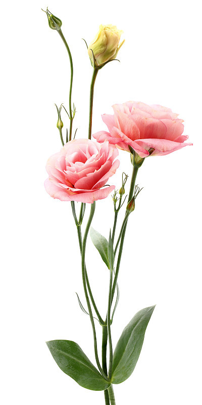 Eustoma花