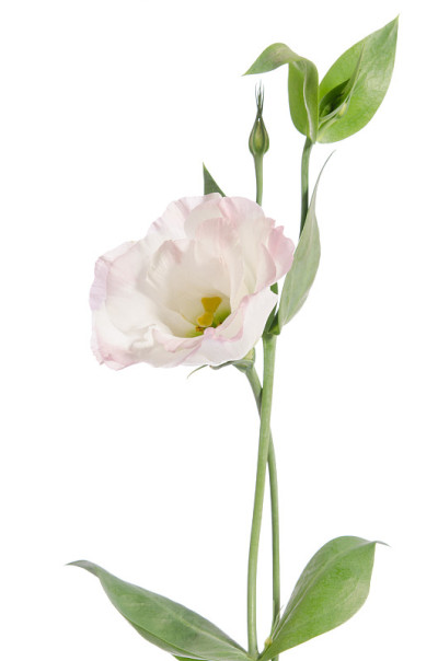 美丽的浅粉色花孤立在白色。Eustoma