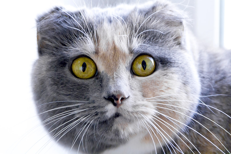 给黄色眼睛的猫上色