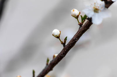 春天，绿色花朵在树枝上发芽