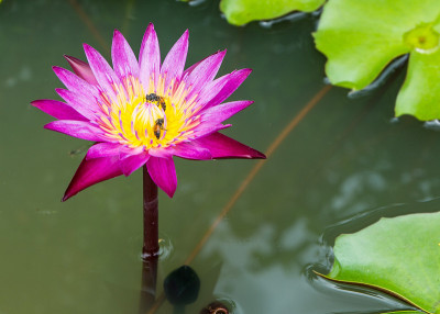 莲花