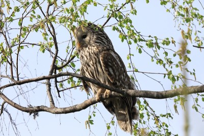 乌拉尔猫头鹰(Strix uralensis)瑞典