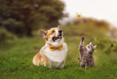 朋友有趣的猫和柯基狗在夏天的草地上散步，在绿色的草地上抓一只蝴蝶