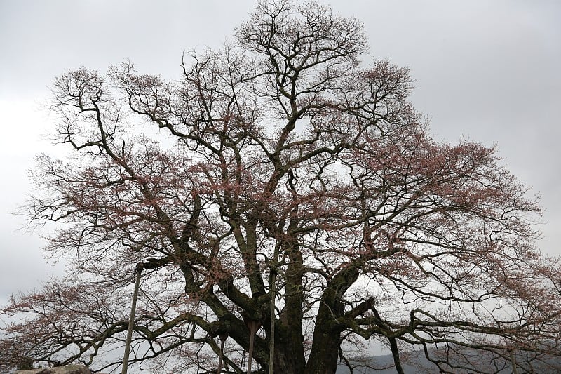 樱花大悟