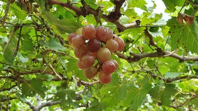 越南宁顺省花园里的红葡萄