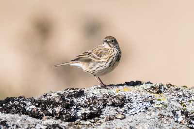 在岩石上的草甸pipit(草甸花)