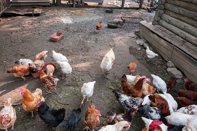 Farming, free-range chickens in the yard in the su