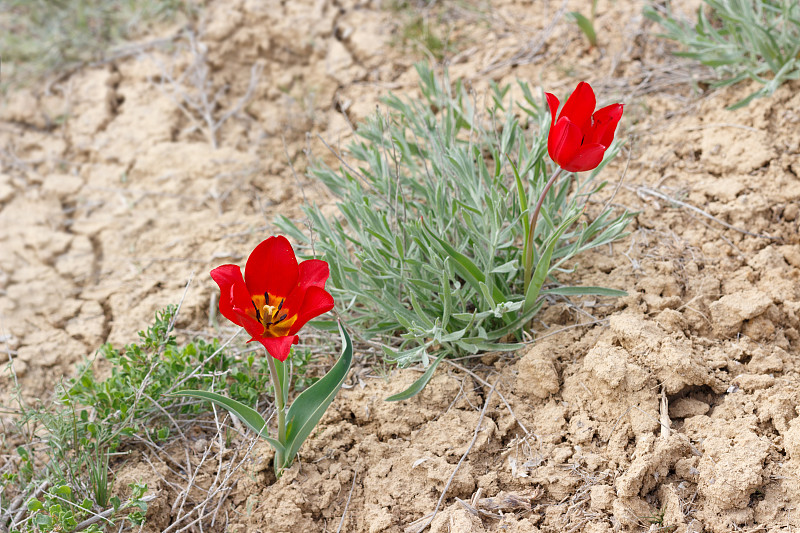 在俄罗斯博格多山附近的沙漠中盛开的红色郁金香(Tulipa gesneriana, Tulipa s