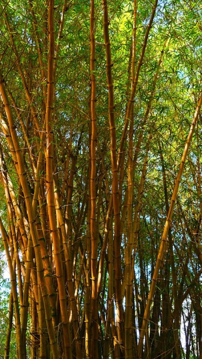 各种热带植物，瓦胡岛，夏威夷