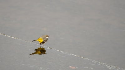 灰色鹡尾在浅水中行走
