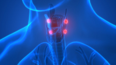 人体腺体甲状旁腺解剖学