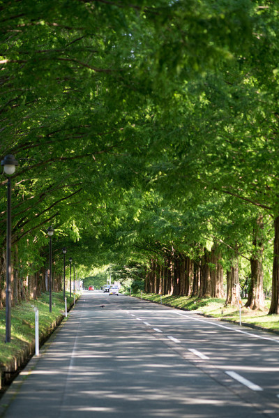 水杉绿树成荫的街道,Makino-cho、志贺、日本