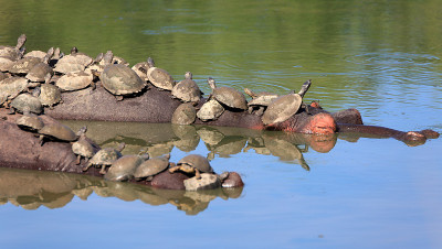Hippopotami和乌龟