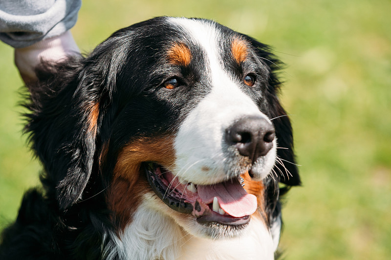 伯恩斯山地犬Berner Sennenhund特写