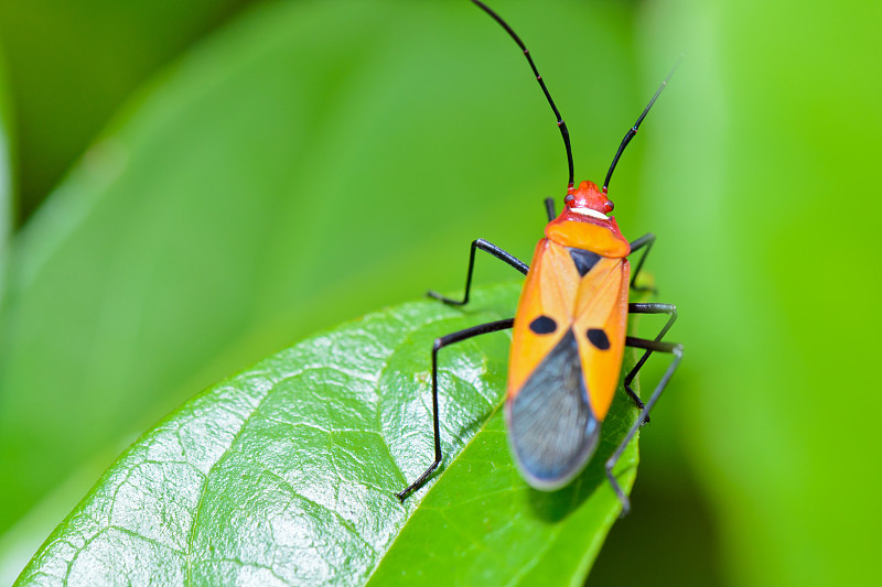 红棉虫(Dysdercus cingulatus)