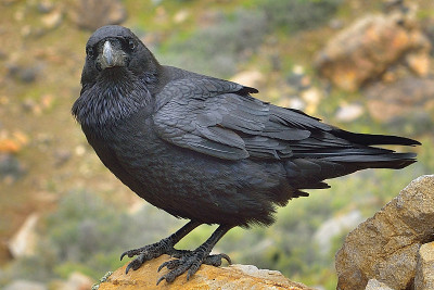 乌鸦(乌鸦corax)在Fuerteventura - Degollada de los Grand