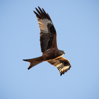 红风筝(Milvus Milvus)在天空飞翔