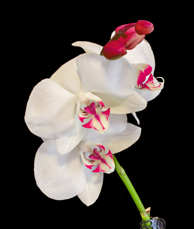 白色兰花花具花蕾，红色雌蕊，兰科