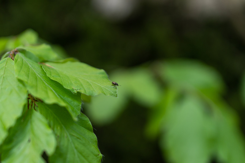 栖息在绿叶上的寄生螨。被蜱虫叮咬的危险。