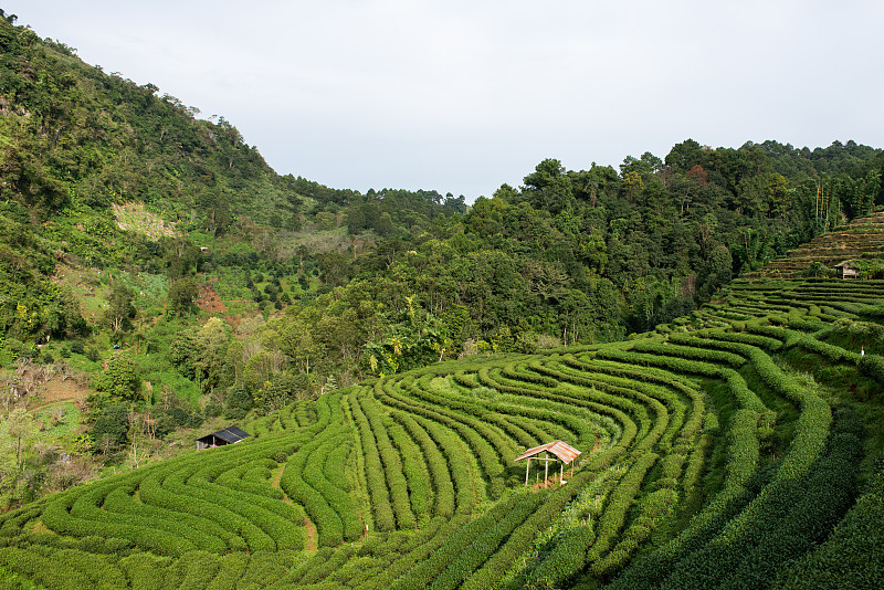 绿茶背景-新鲜的叶子近距离上模糊的背景，在皇家项目Angkhang茶园，泰国清迈。