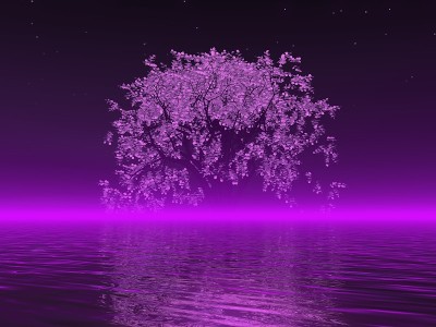 美丽的湖泊和樱花