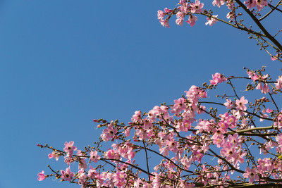 花枝。