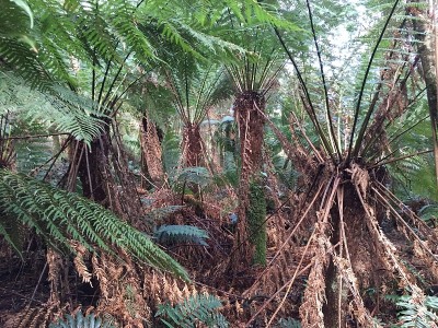 Maits Rest Rainforest Walk