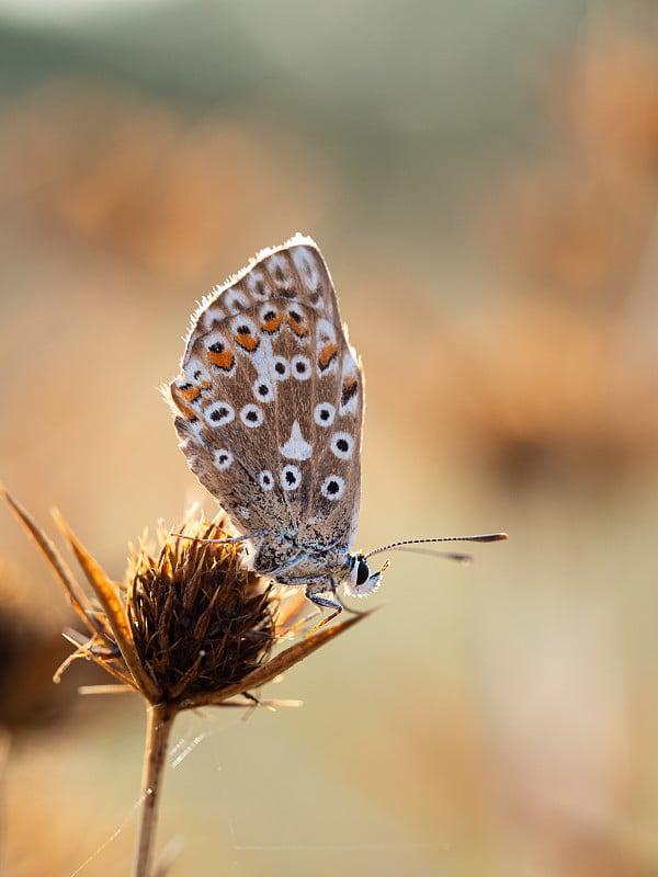 野杏属植物上的白垩蓝蝶(Polyommatus coridon)