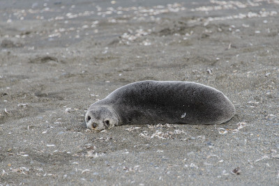 海狗