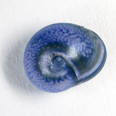 海贝壳