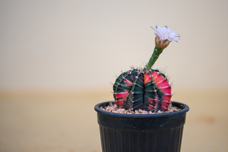 仙人掌和盆花