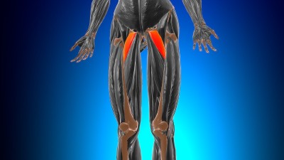 耻骨肌解剖医学概念3D