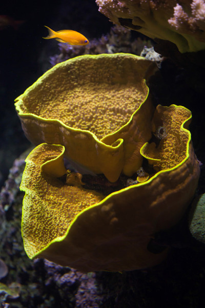 黄涡旋珊瑚(Turbinaria reniformis)和海金斑珊瑚(Pseu