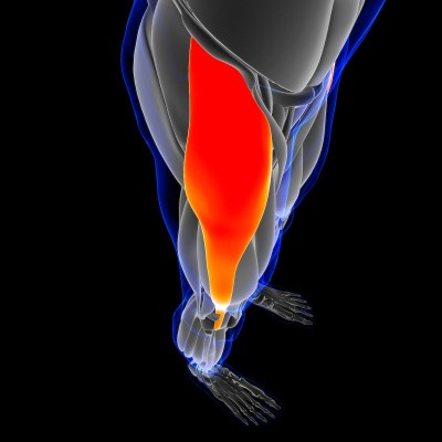 Tensor Fasciae Latae Muscle Anatomy For Medical Co