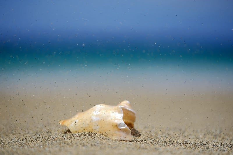 海滩上的贝壳